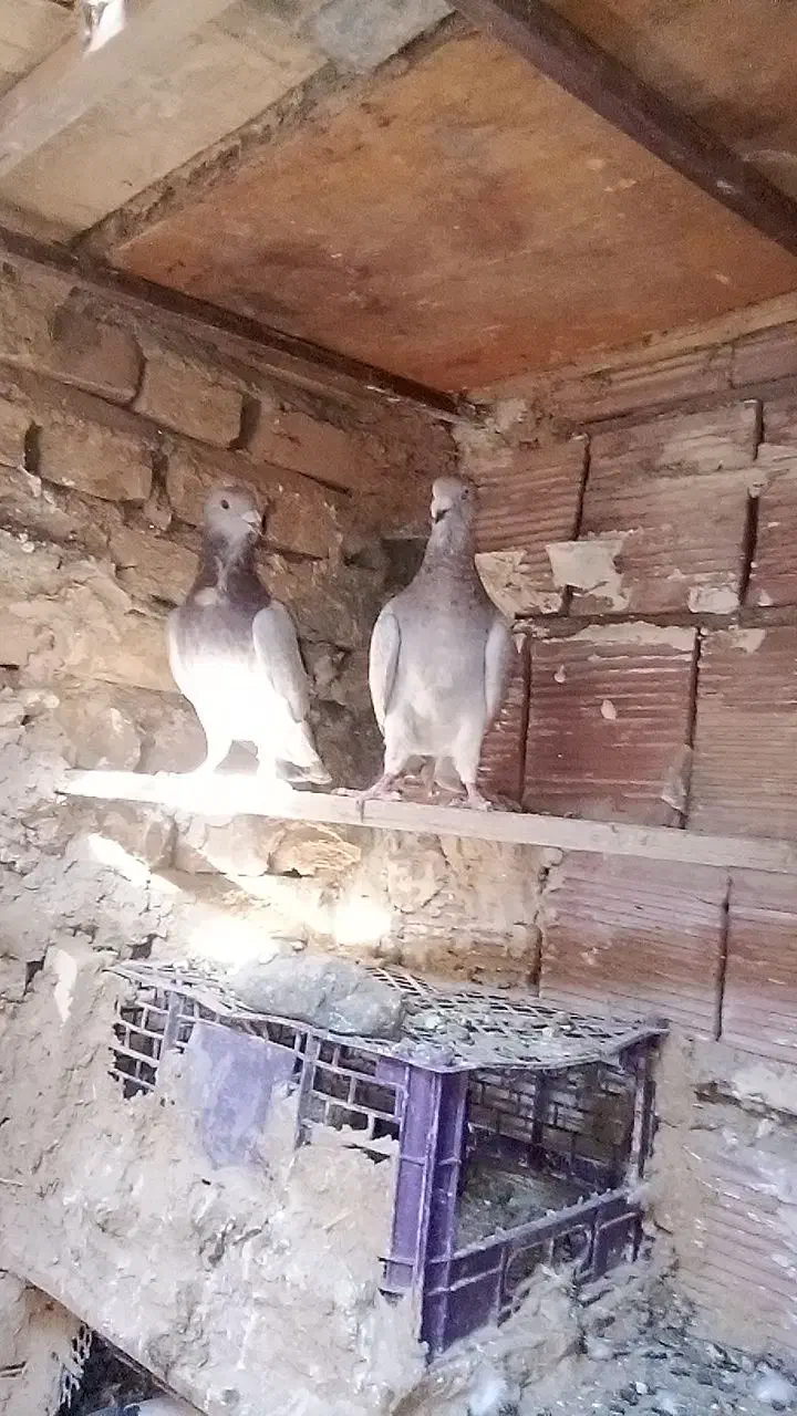 عشق بازا|پرنده|طبس, |دیوار