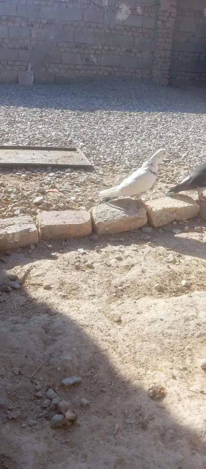 200|پرنده|نیمروز, |دیوار