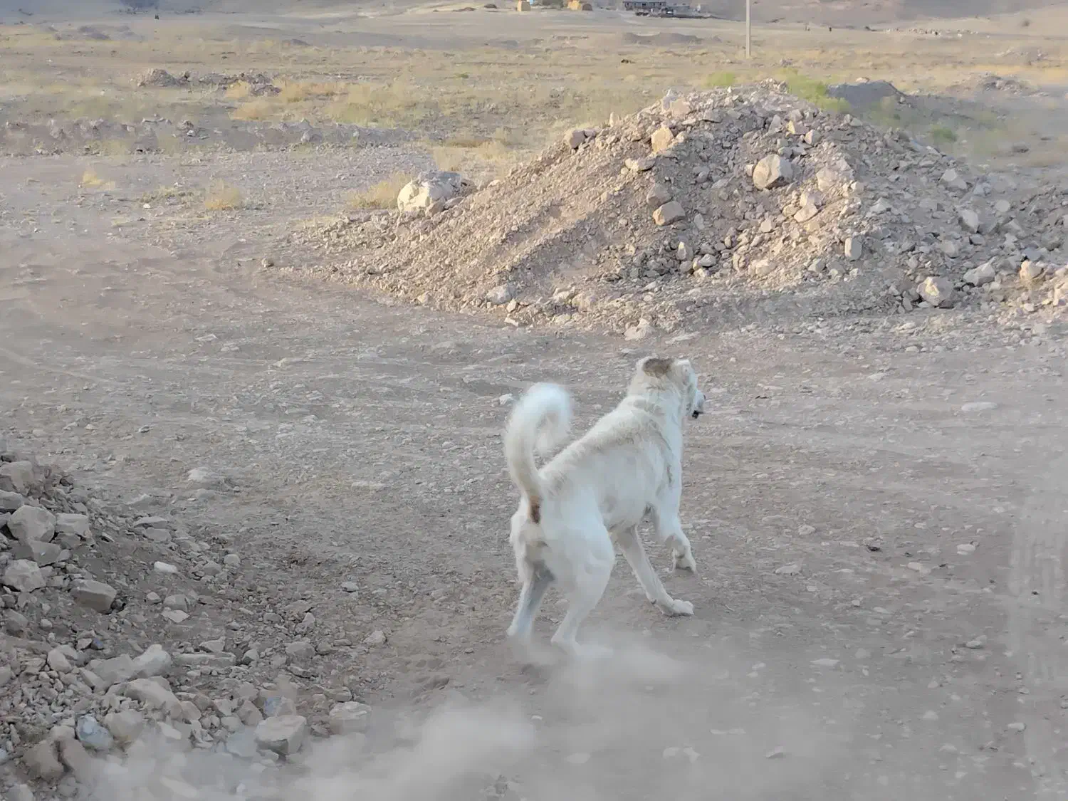 واگذاری سگه گله و نگهبان|سگ|قره ضیاالدین, |دیوار