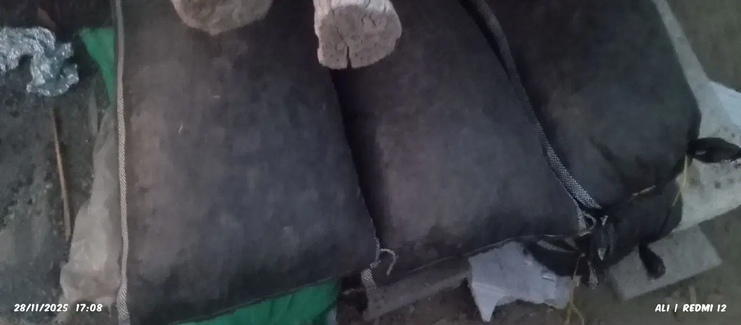 سلنک خشک خشک|لوازم جانبی حیوانات|میناب, |دیوار