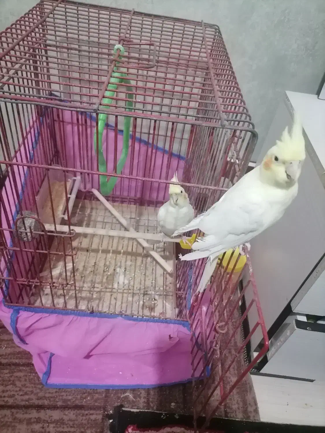 فروش دوعددطوطی 6ماهه|پرنده|بندر ماهشهر, |دیوار