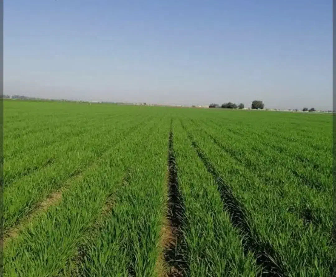 اجاره زمین کشاورزی|اجارهٔ دفتر صنعتی، کشاورزی، تجاری|محمدبار, |دیوار