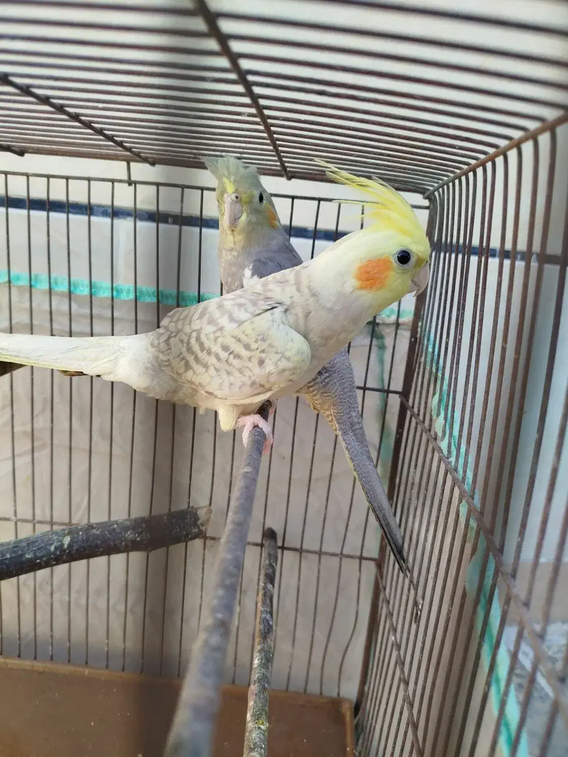 عروس هلندی|پرنده|رضوانشهر, |دیوار