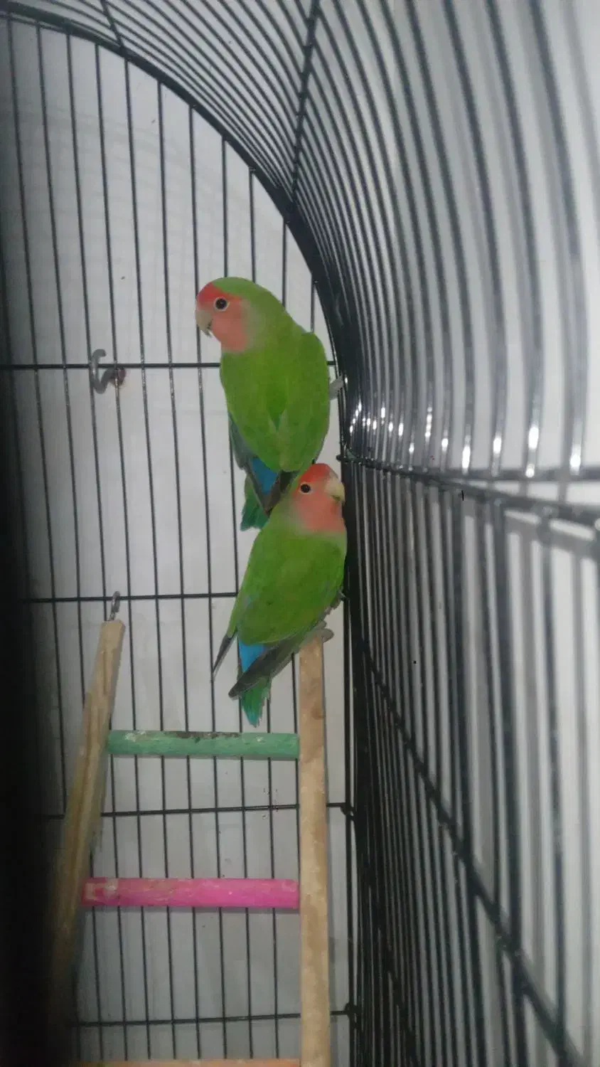 طوطی برزیلی جفت|پرنده|قرچک, محمد آباد|دیوار