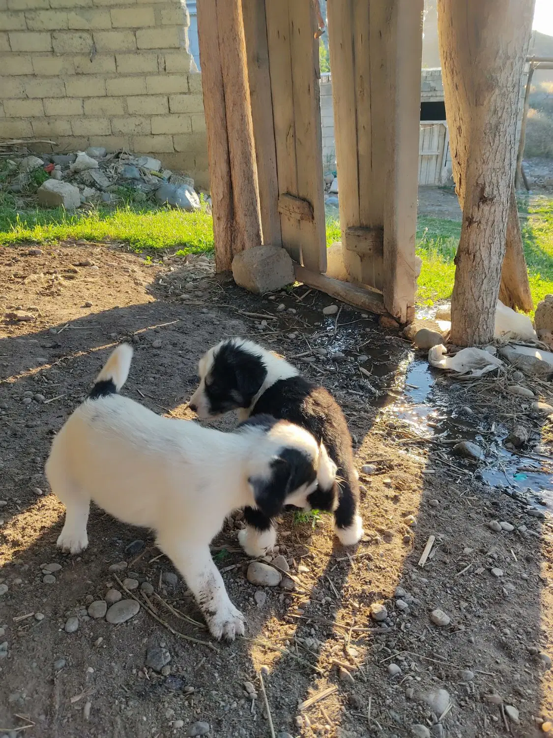سگ.|سگ|گرمادوز, |دیوار