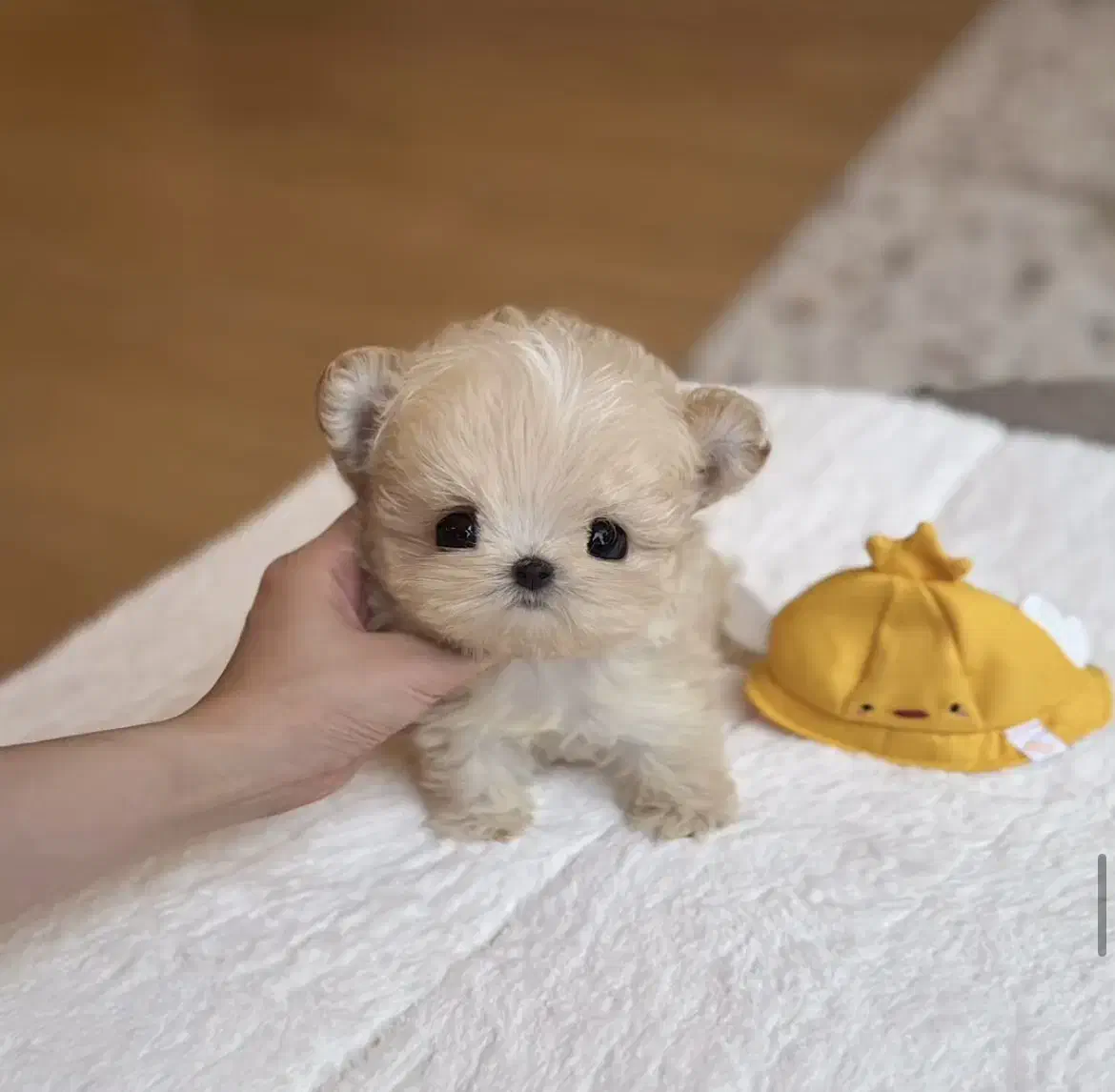 عروسکی جیبی|سگ|تهران, مرزداران|دیوار