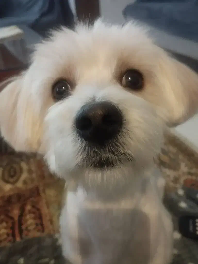 واگذاری سگ|سگ|پردیس, فاز ۲|دیوار