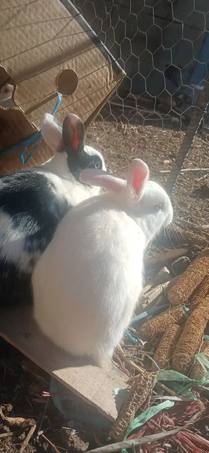 خرگوش|موش و خرگوش|فرخ‌شهر, |دیوار