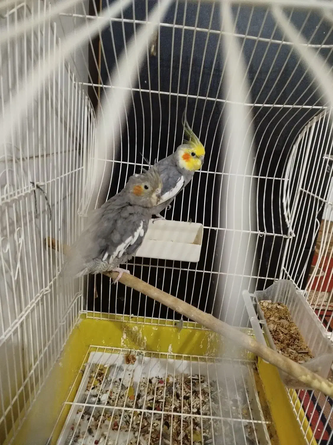 عروس هلندی|پرنده|مهریز, |دیوار