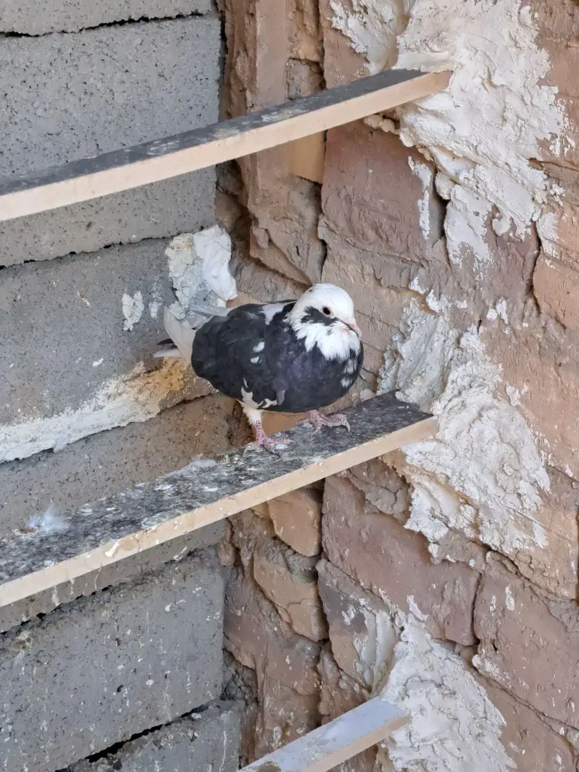 کبوتر آماده جلد کردن|پرنده|زید آباد, |دیوار