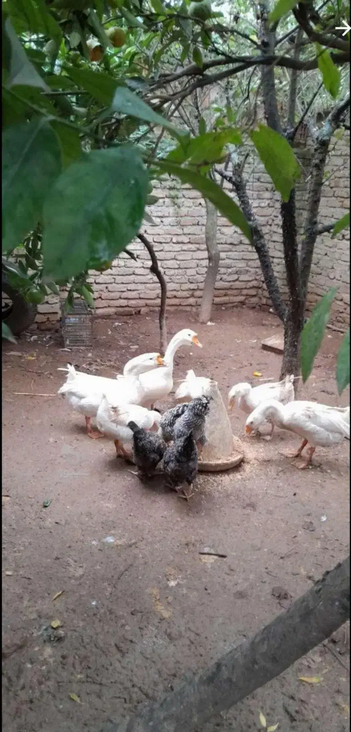 قوغاز لیندا|حیوانات مزرعه|قائم‌شهر, |دیوار