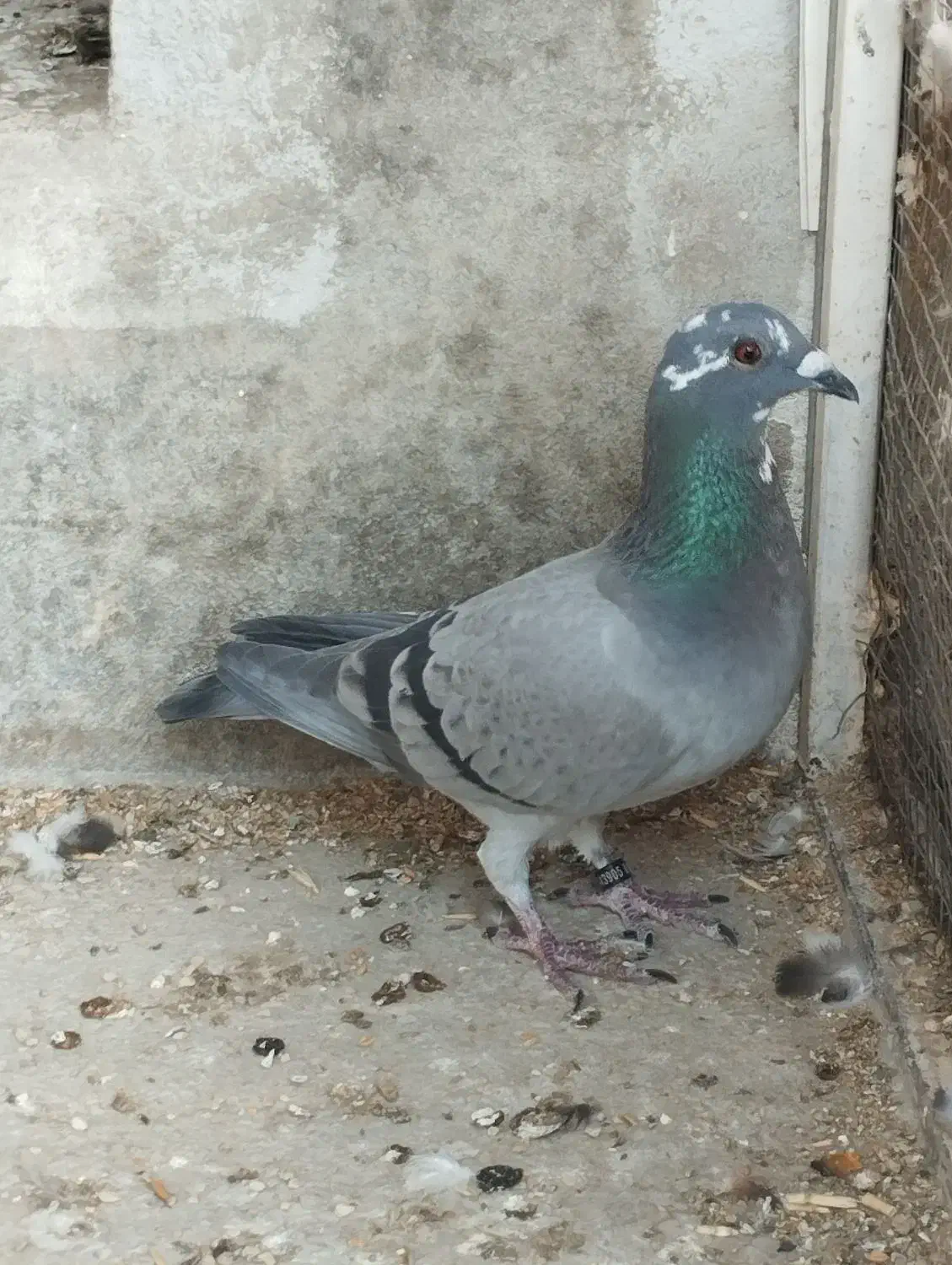 کبوتر قره پلاکی دوخط|پرنده|برازجان, |دیوار