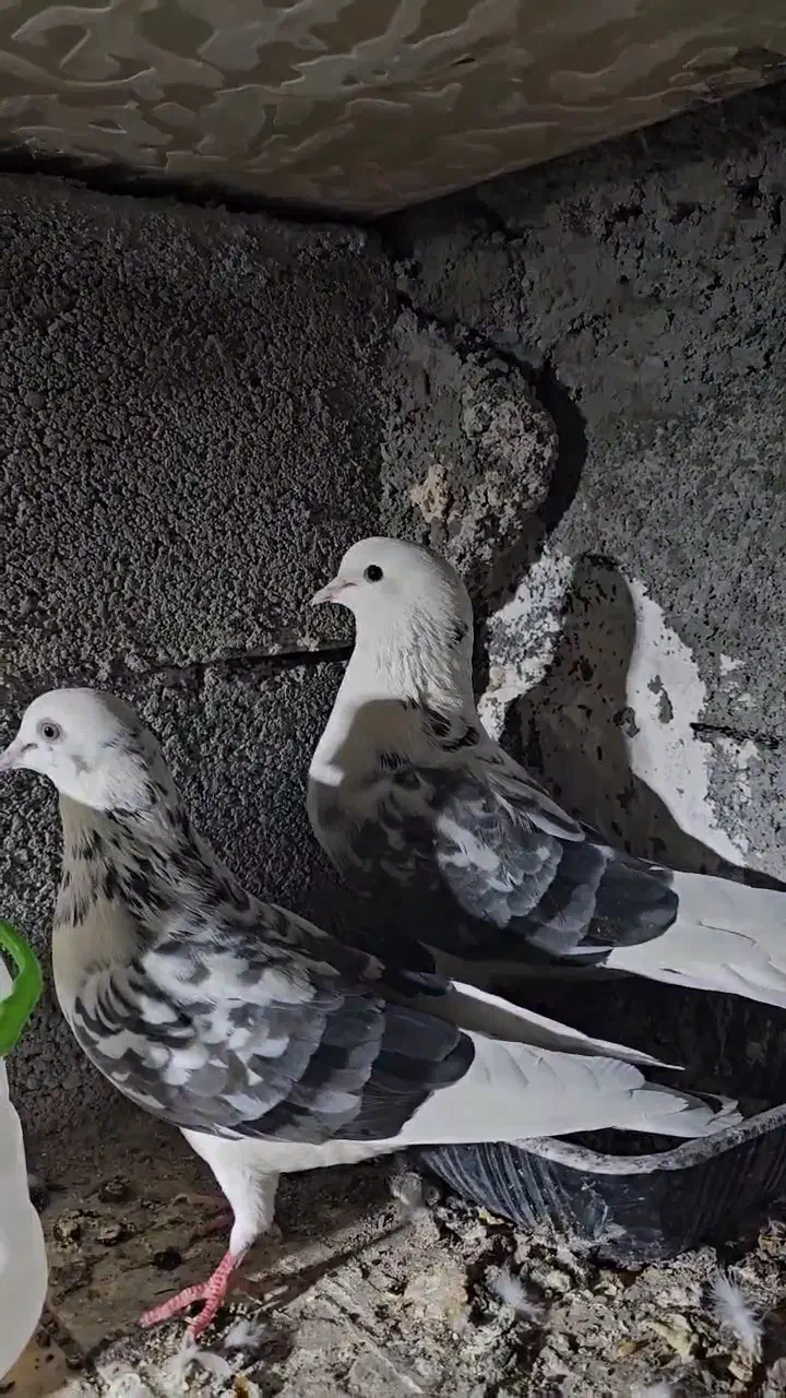 کبوتر|پرنده|تخت, |دیوار