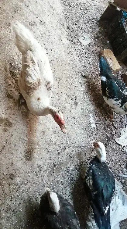 فروش ۱ مرغابی نر نژاد مسکویی و دو تا قوغاز|حیوانات مزرعه|سرپل ذهاب, |دیوار