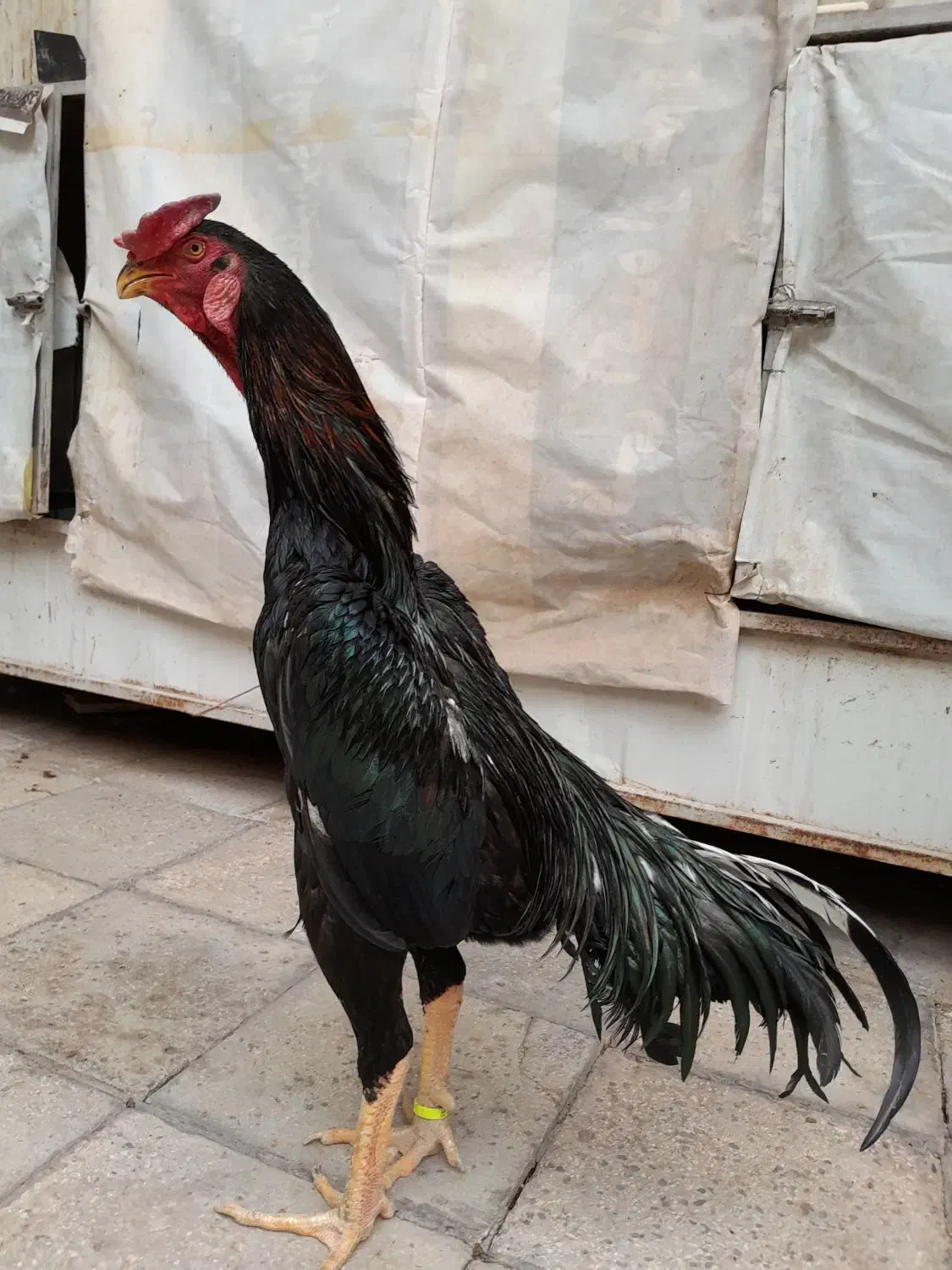 خروس لاری اوشامو|حیوانات مزرعه|چهاردانگه (تهران), |دیوار