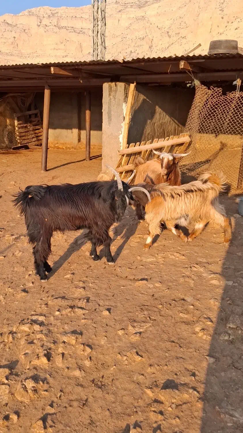 کهره نر|حیوانات مزرعه|بندر کنگان, |دیوار