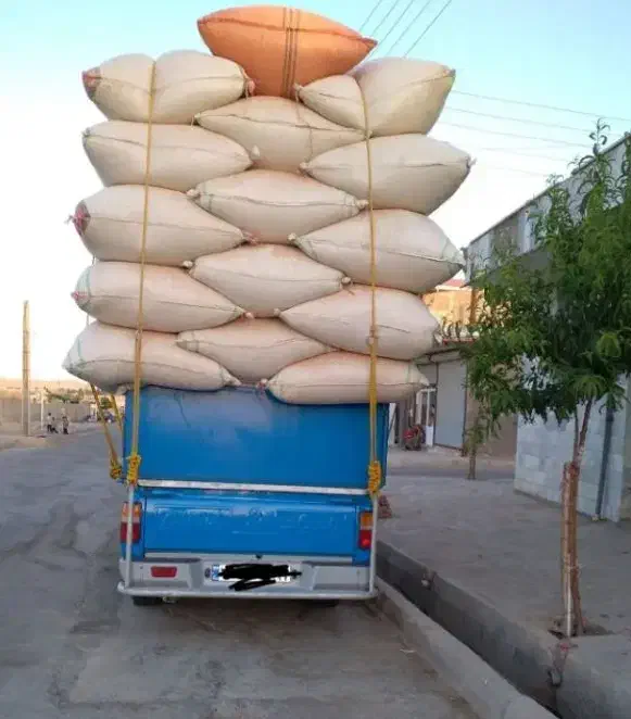 کاه گندم|عمده‌فروشی|سریش آباد, |دیوار