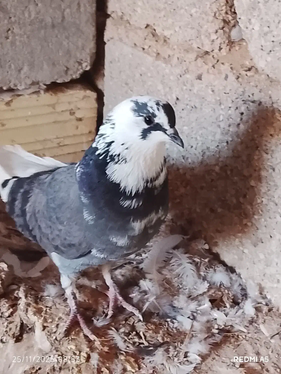 کفتر فروشی|پرنده|رویدر, |دیوار