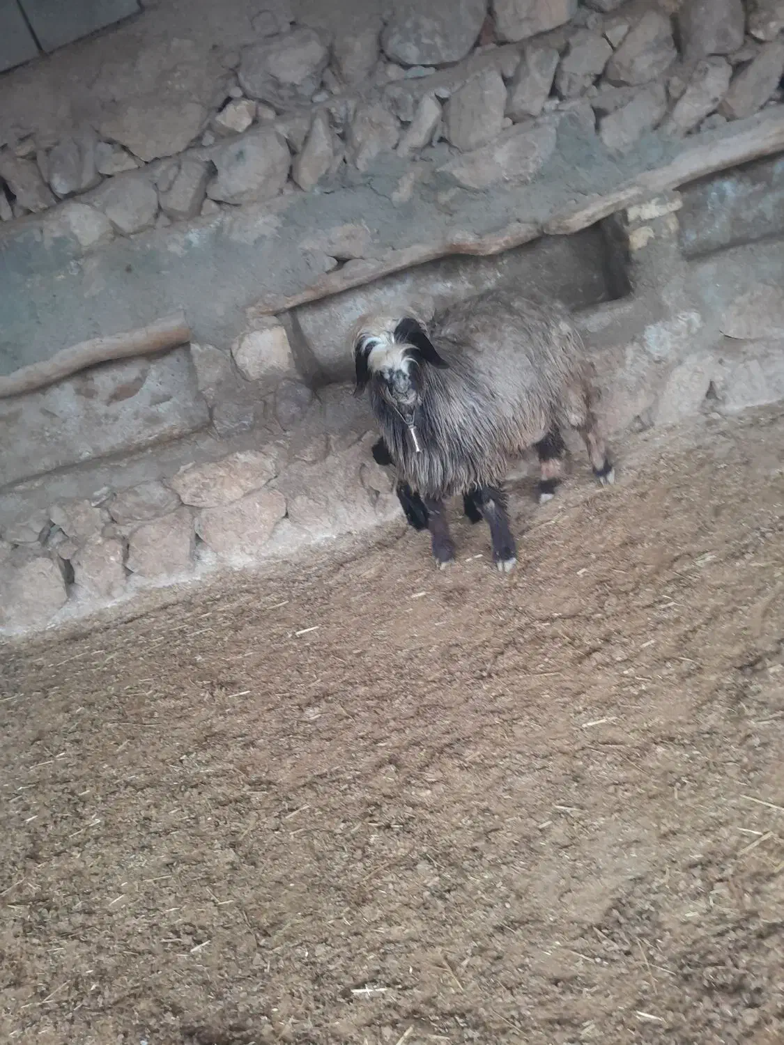 میش ترکی|حیوانات مزرعه|میانکوه, |دیوار