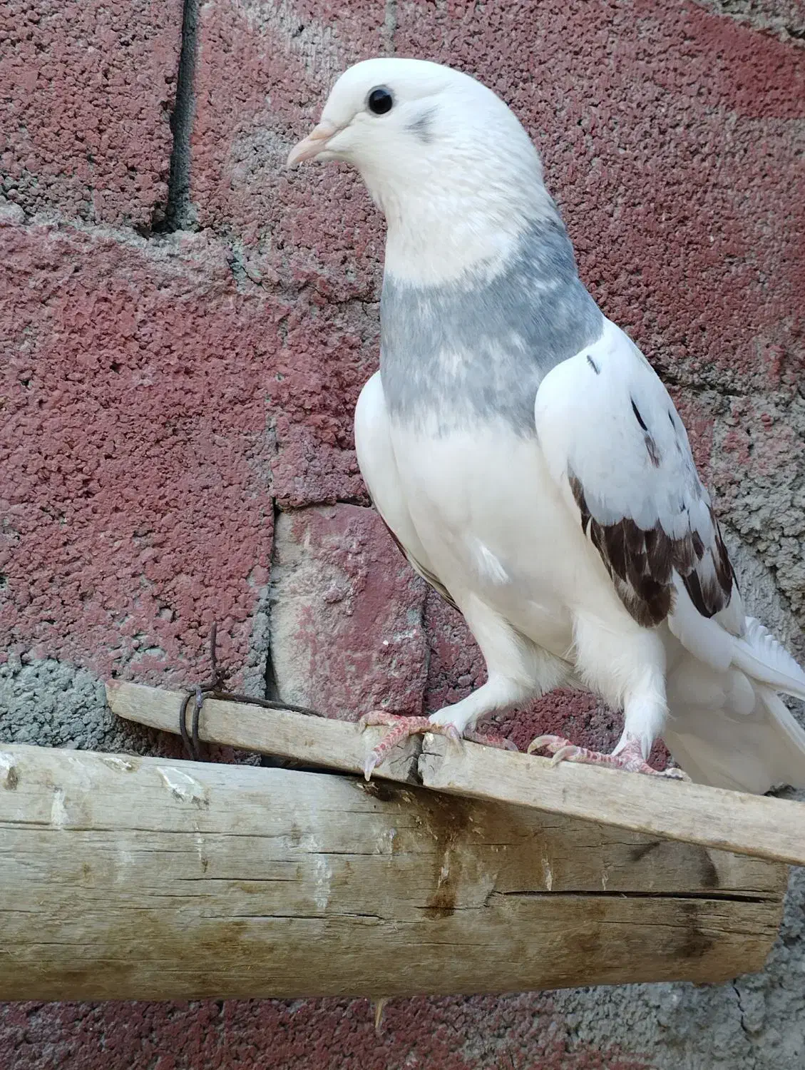 کبوتر ماده معاوضه با نر|پرنده|ایرانشهر, |دیوار