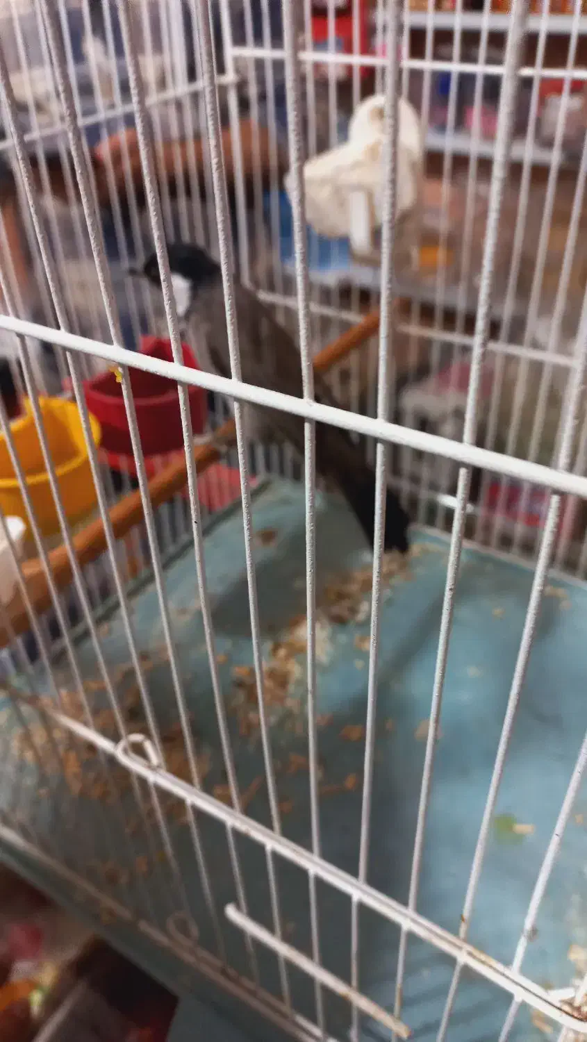 قناری|پرنده|کارون, |دیوار