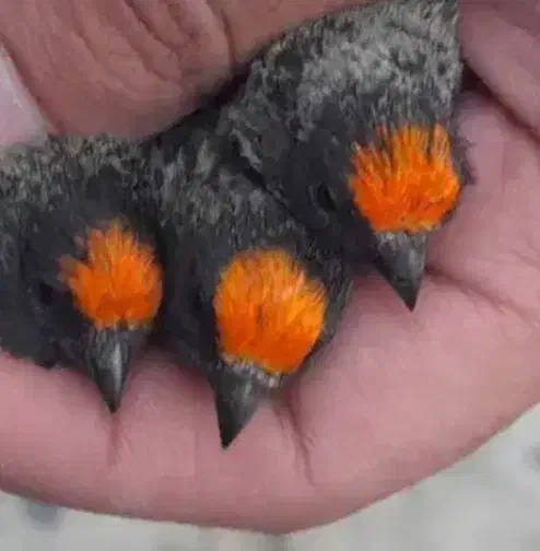 گلبسر خوشگل کشیده|پرنده|تهران, ترمینال جنوب|دیوار