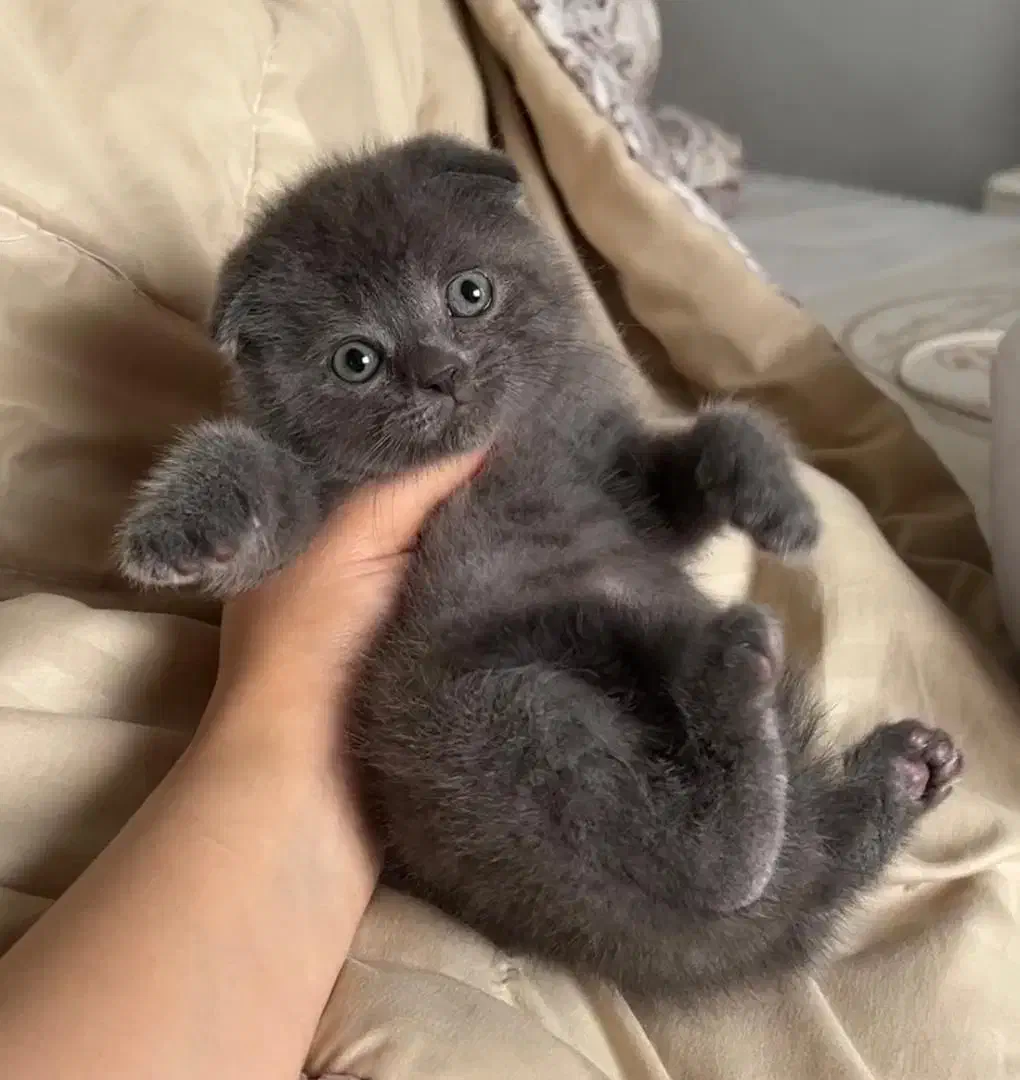 گربه‌های فوق‌العاده ناز و باهوش|گربه|ارومیه, |دیوار