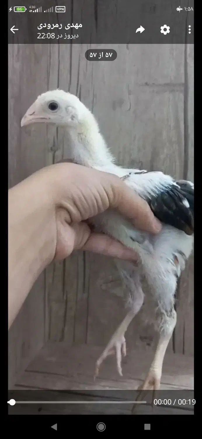 جوجه لاری اصیل|حیوانات مزرعه|تهران, جوادیه|دیوار