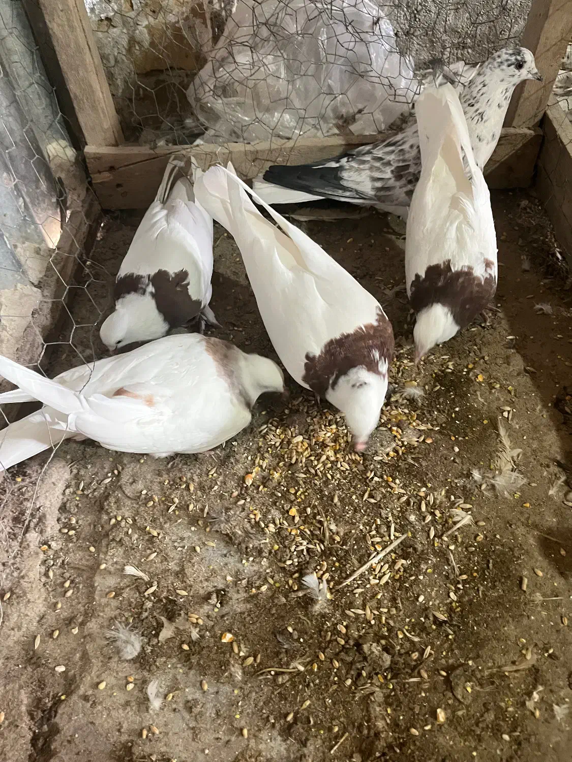 طوقی|پرنده|کاشان, لتحر|دیوار