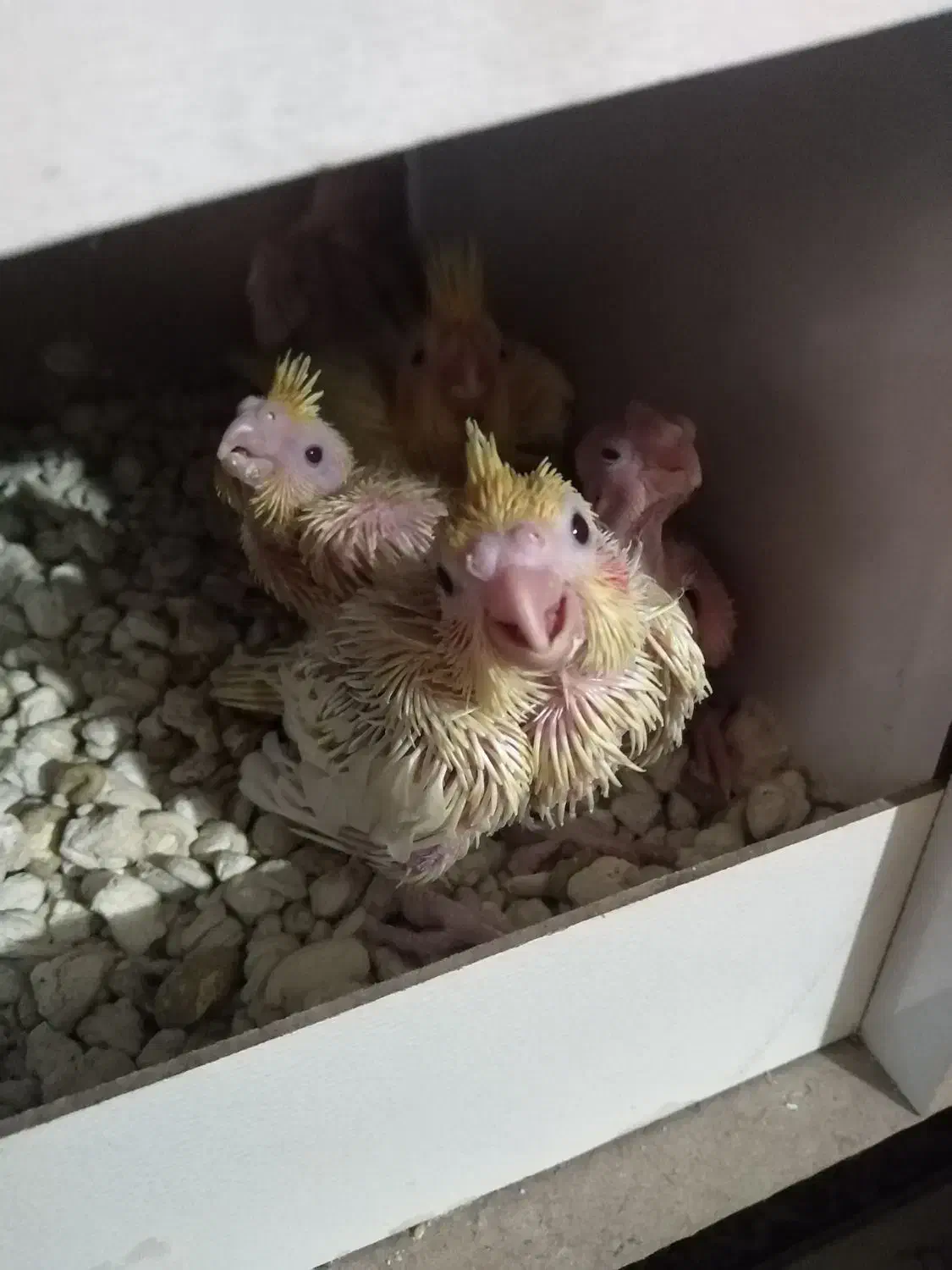 جوجه عروس هلندی|پرنده|بیرجند, |دیوار