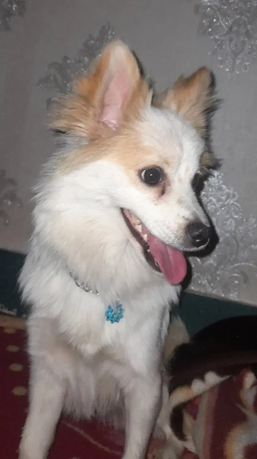 سگ پامر اصیل و قدریجونی|سگ|بروجرد, |دیوار