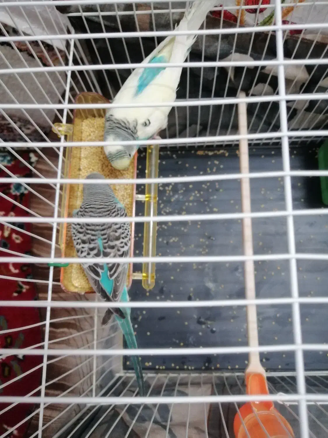 مرغ عشق همراه با جوجه|پرنده|مشهد, کوی دروی|دیوار