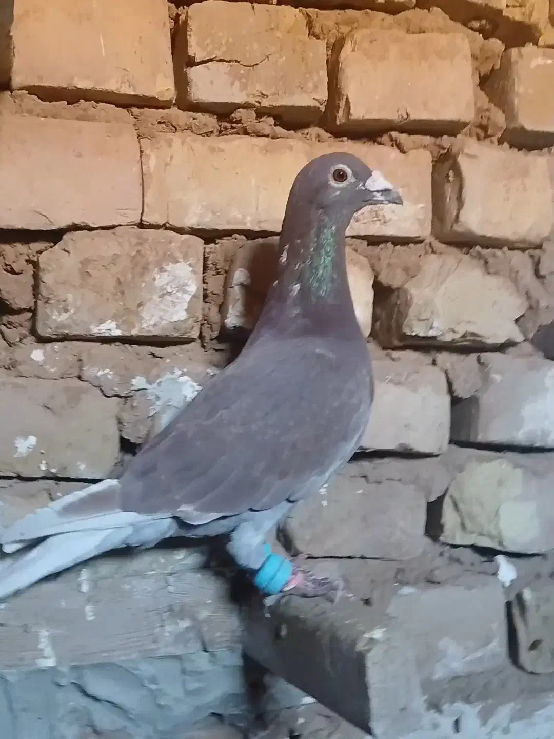 کفتر|حیوانات|تربت جام, میان جام|دیوار