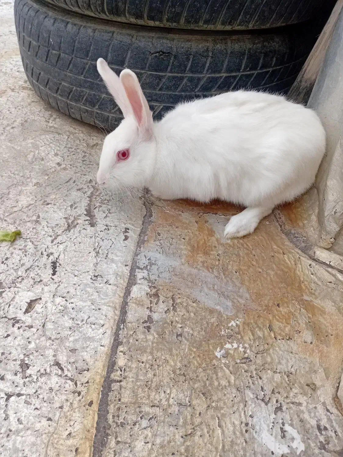 ۵۰۰ هزار|موش و خرگوش|سنندج, |دیوار