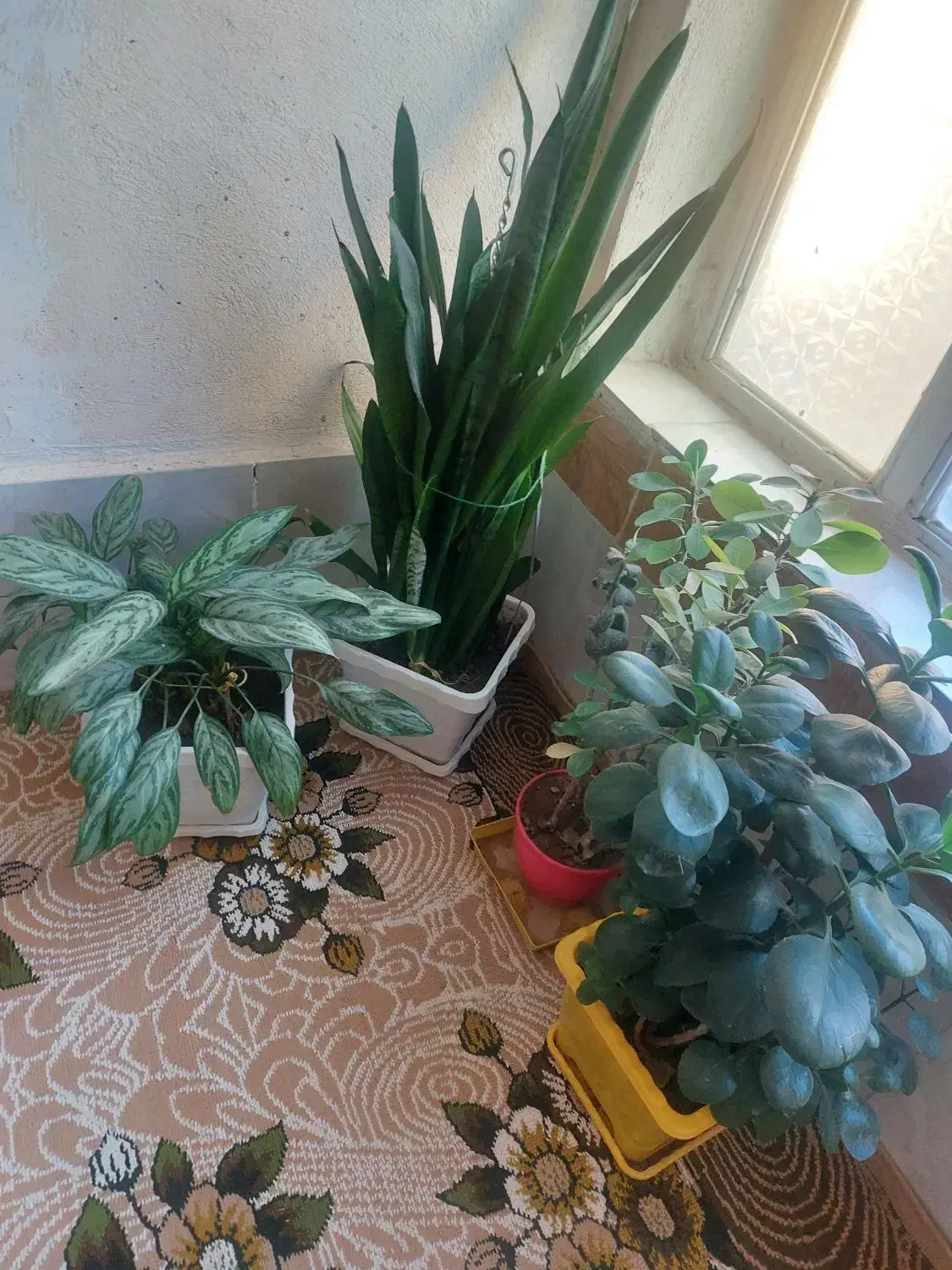 گل طبیعی|گل و گیاه طبیعی|ثلاث باباجانی, |دیوار