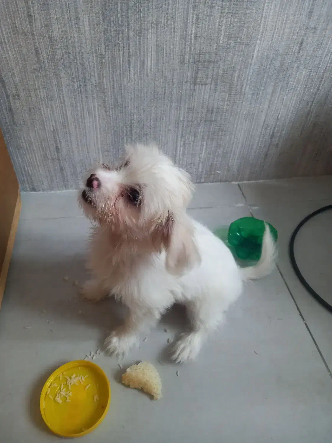 سگ خونگی|سگ|مشهد, فردوسی|دیوار