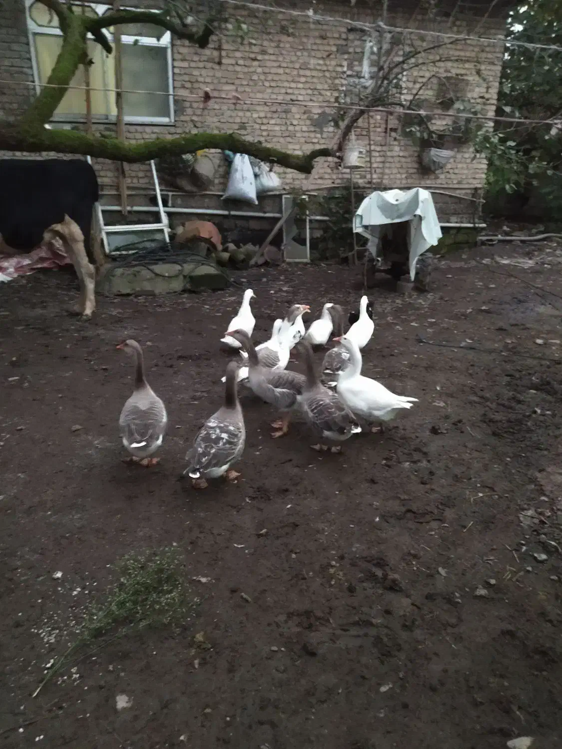 غاز محلی|حیوانات مزرعه|لاهیجان, پردسر|دیوار