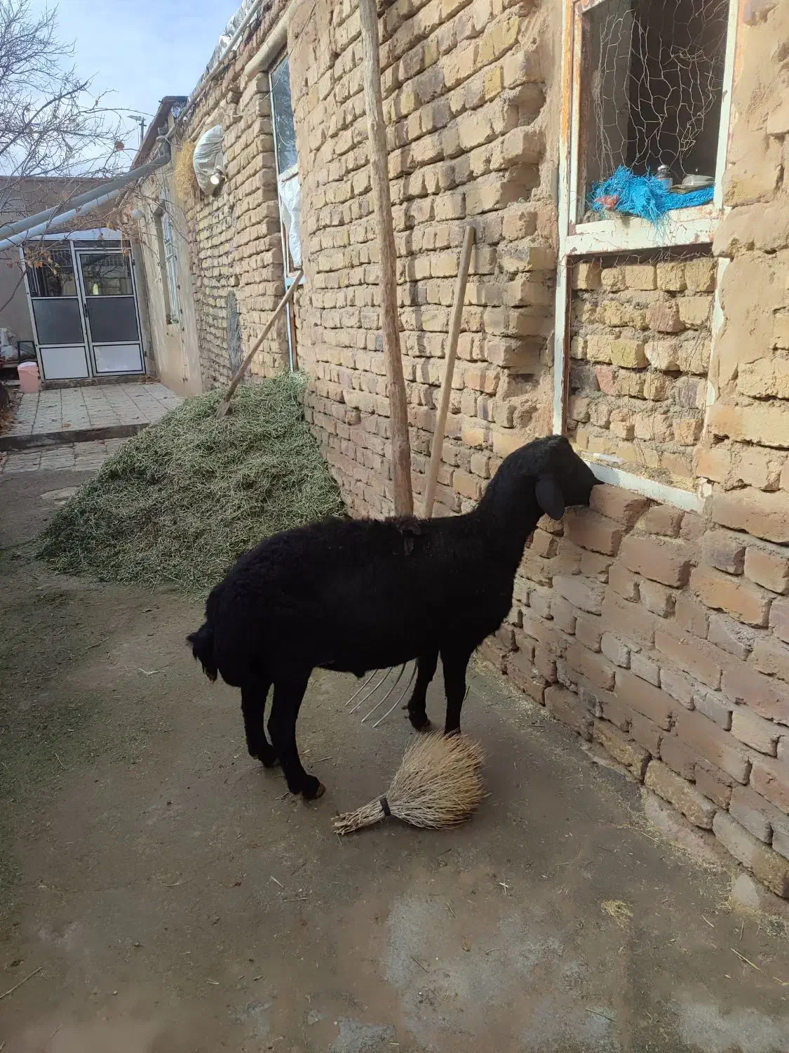 بره قوچ قره قزل لخت مناسب برای نسل کشی|حیوانات مزرعه|سجاس رود, |دیوار