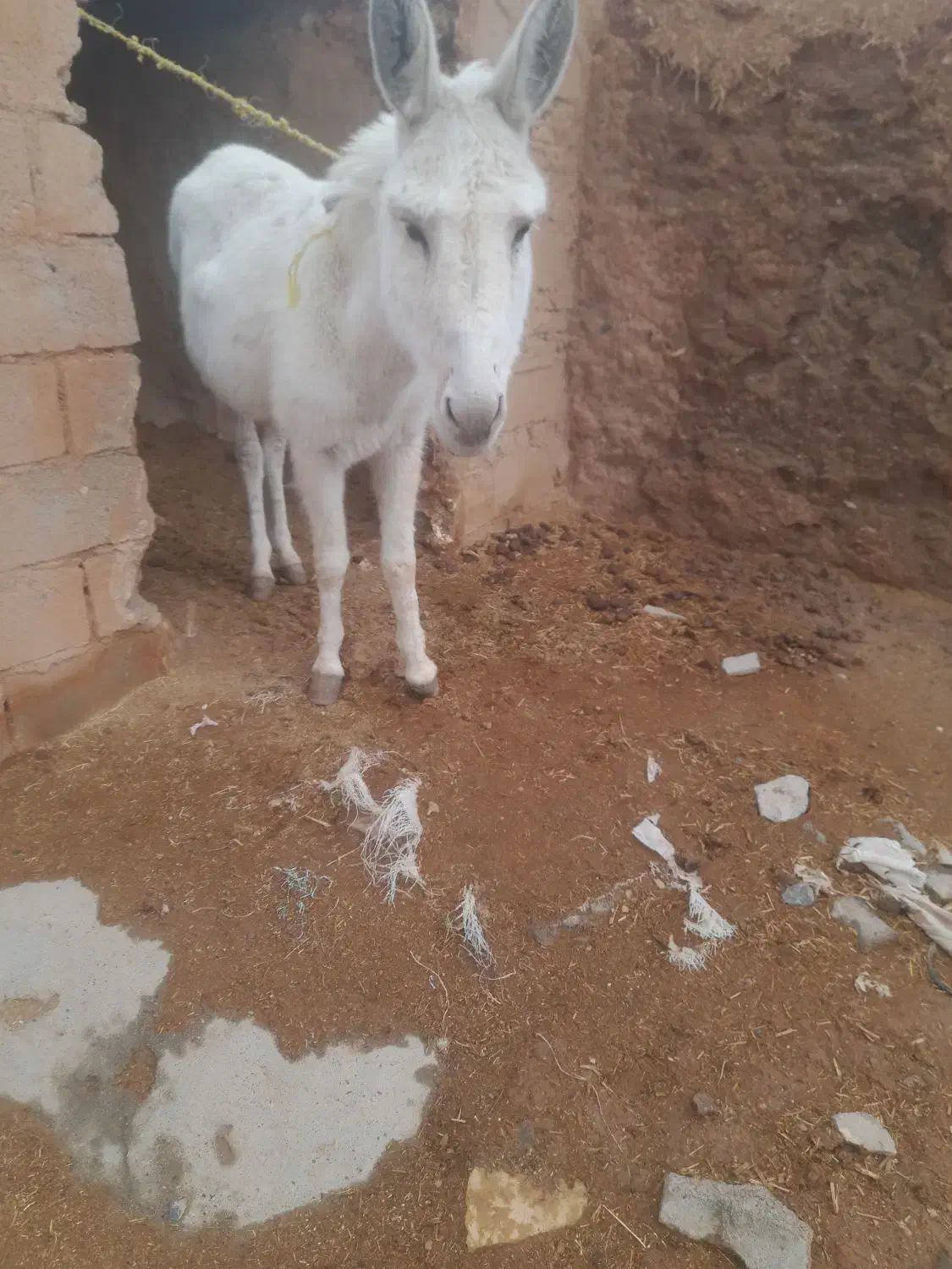 خر ماده|حیوانات مزرعه|تربت جام, جامرود|دیوار