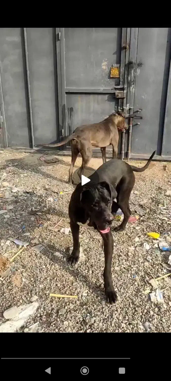 سگ گریدین اصل شناسنامه دار|سگ|مشهد, كنويست|دیوار