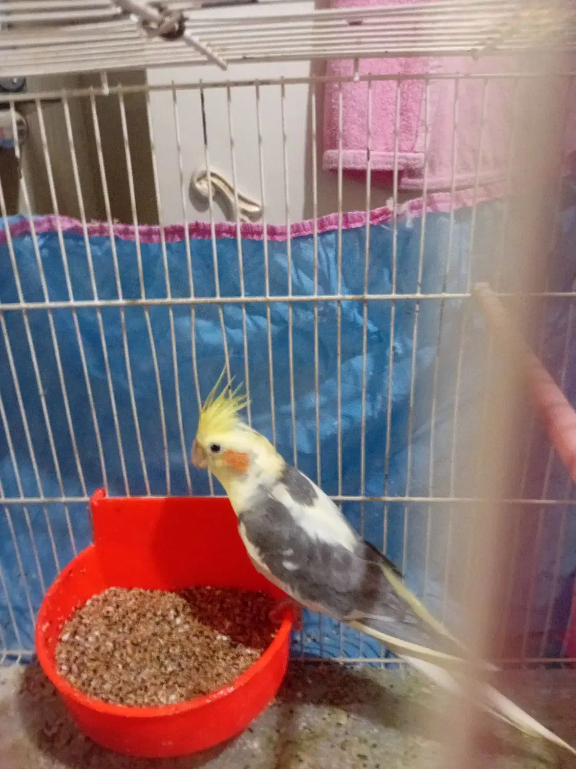 عروس هلندی جفت با جوجه|پرنده|تربتحیدریه, طالقانی|دیوار