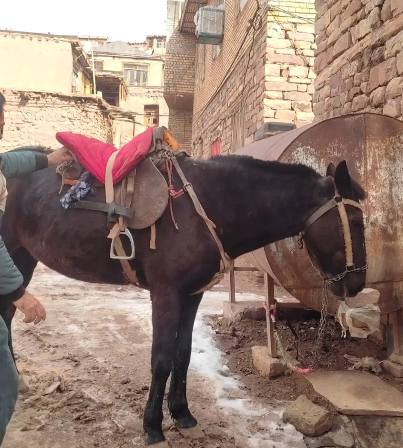 اسب|اسب و تجهیزات اسبسواری|چناران, |دیوار