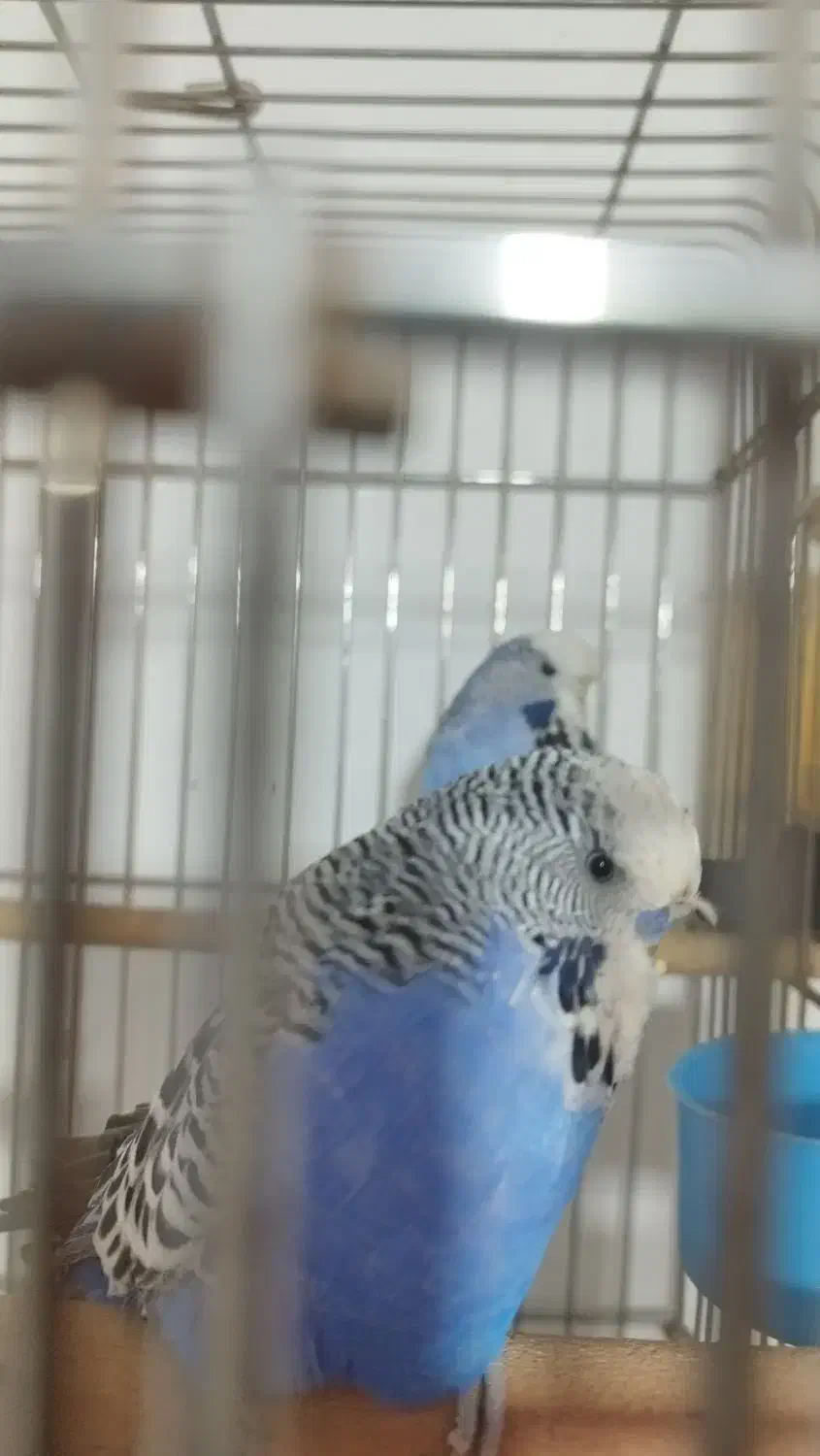 مرغ عشق انگلیسی گرید A|پرنده|ری, علایین|دیوار