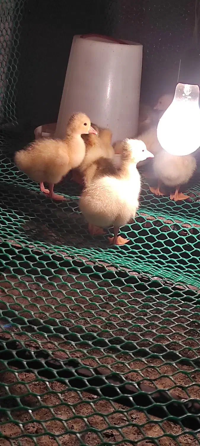 جوجه قو غاز لیندا|حیوانات مزرعه|بهشهر, |دیوار