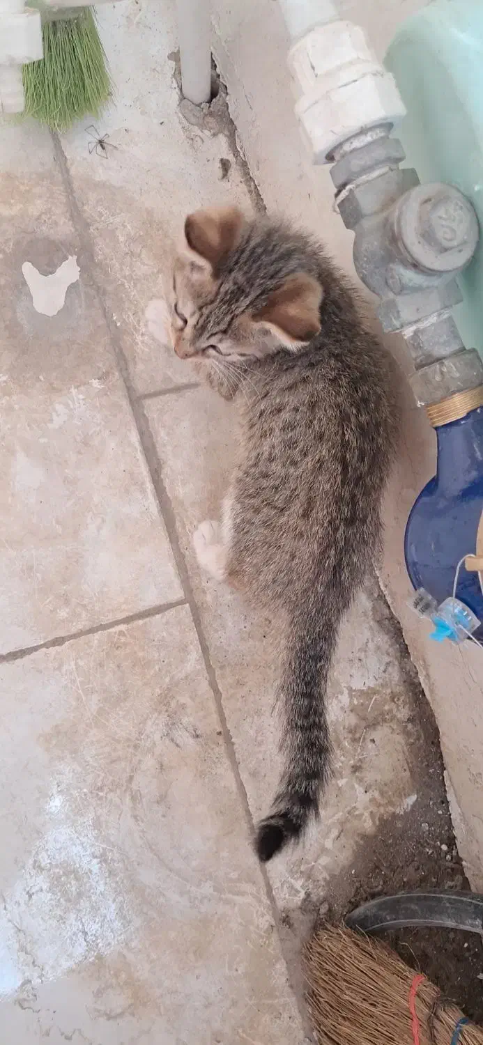 گربه|گربه|لاهیجان, لفمجان|دیوار