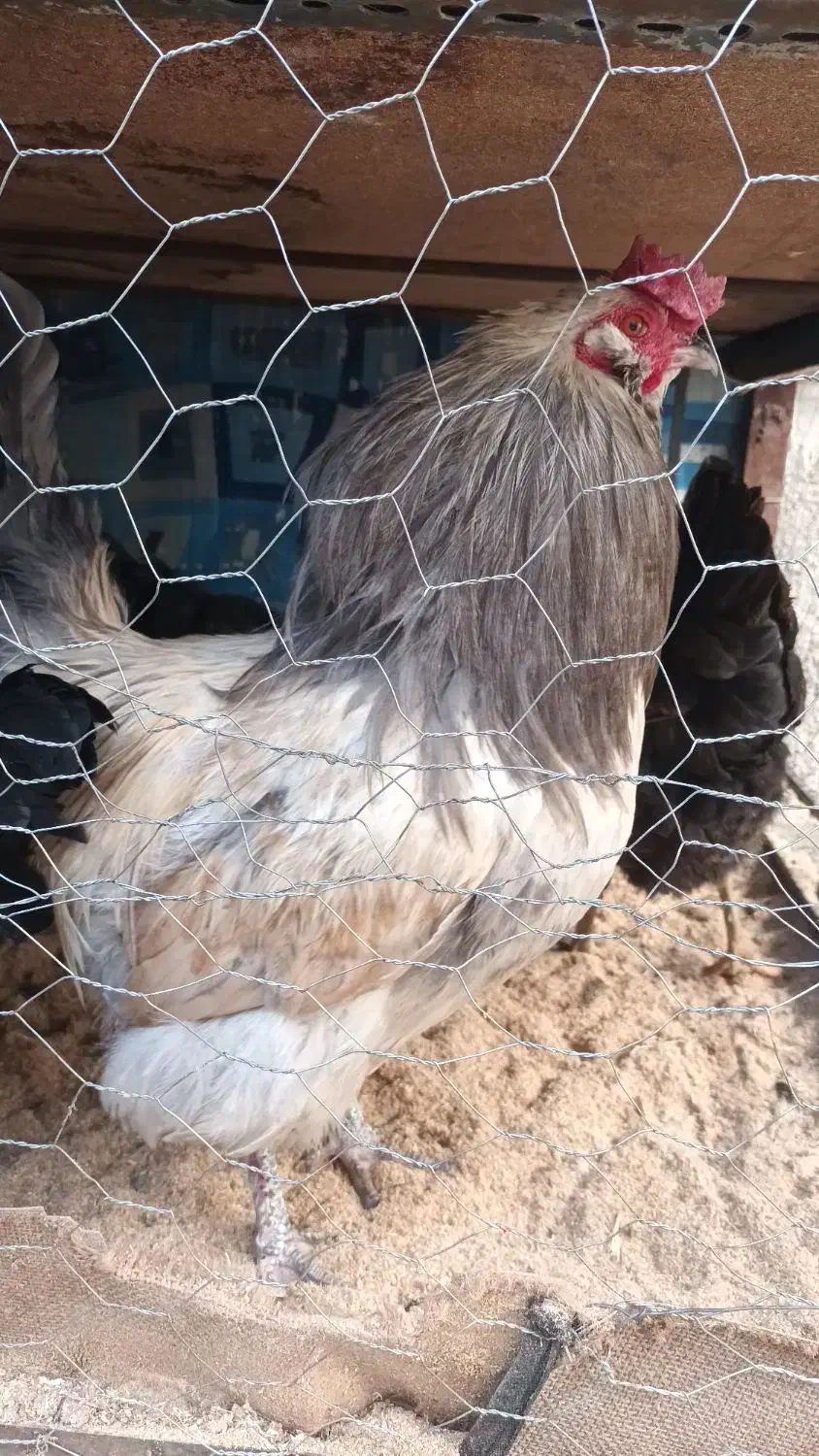 خروس آمریکایی|حیوانات مزرعه|مشهد, محمدآباد|دیوار