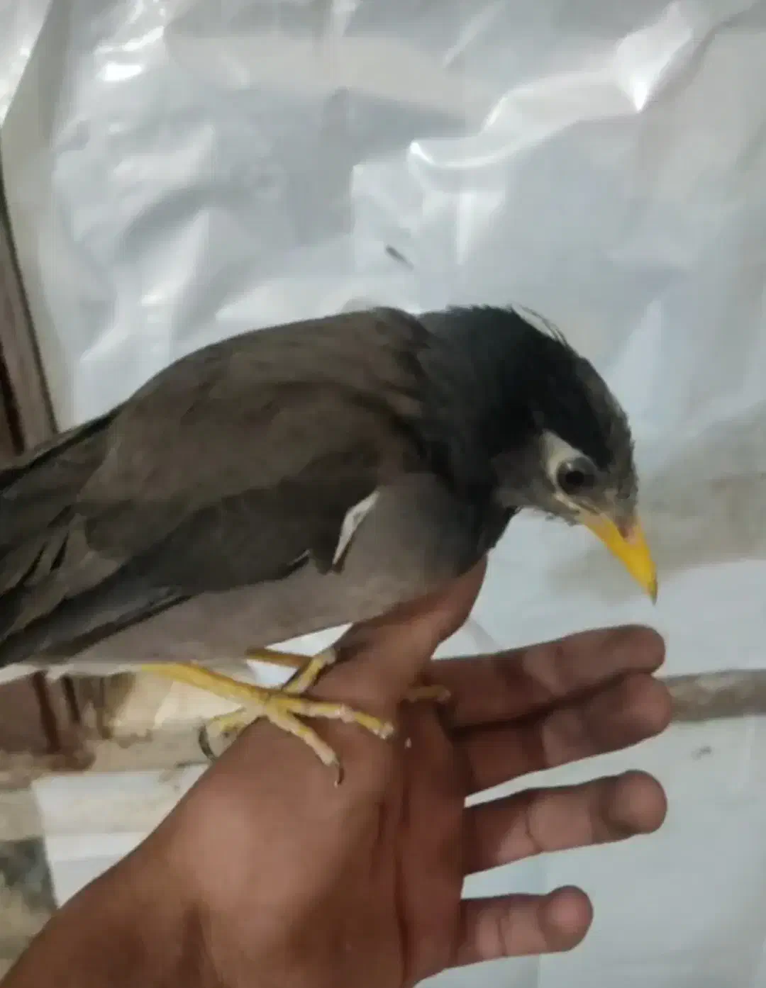 مرغ مینا|پرنده|زرند, |دیوار