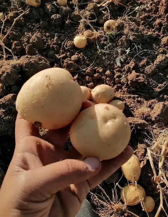 سیب زمینی بذری|عمده‌فروشی|اقلید, |دیوار