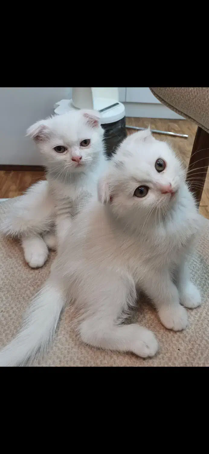 گربه|گربه|بندرعباس, |دیوار