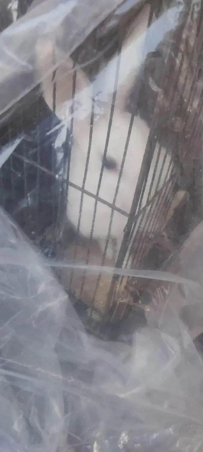 خرگوش|موش و خرگوش|مشکین‌دشت, |دیوار